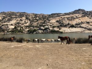 Cavalli Asinara