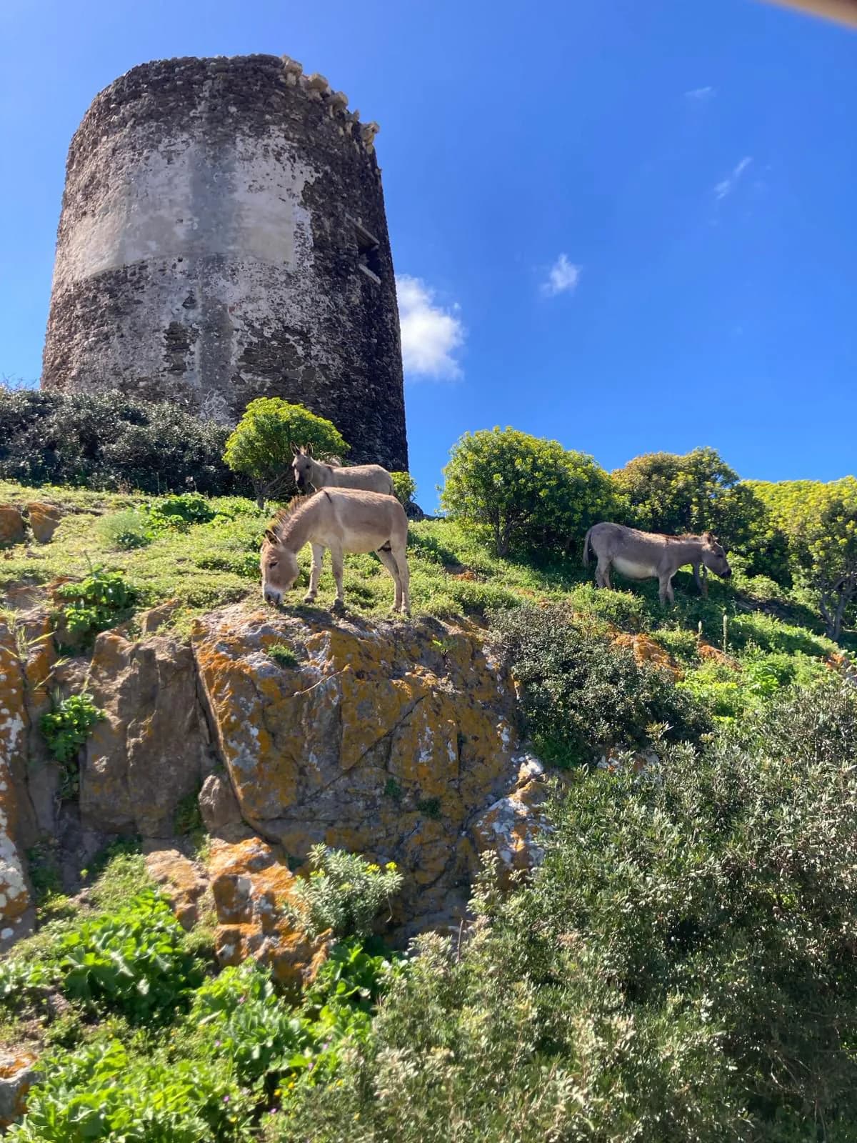 Parco Nazionale dell'Asinara