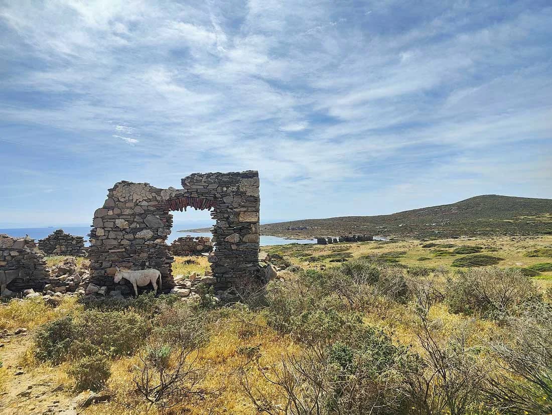 Rudere in pietra con asinello bianco nel Parco Nazionale dell'Asinara