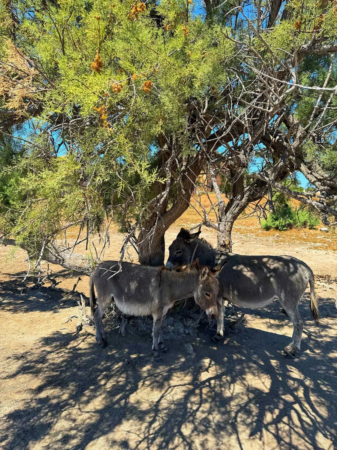Asinelli dell'Asinara all'ombra nella natura